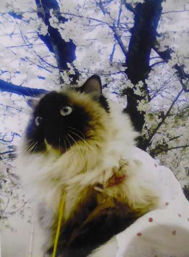 4年前、ハイジ13歳。いつもの帯山公園で=熊本市内