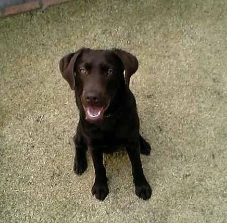 幼い頃。僕の毛色が「家の壁」と同じ色なんだよ