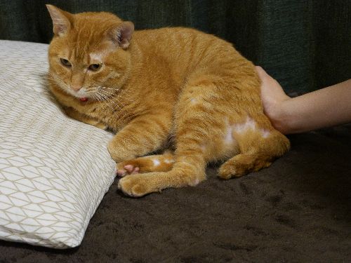 あれから10か月、すっかりきれいになり後遺症もない