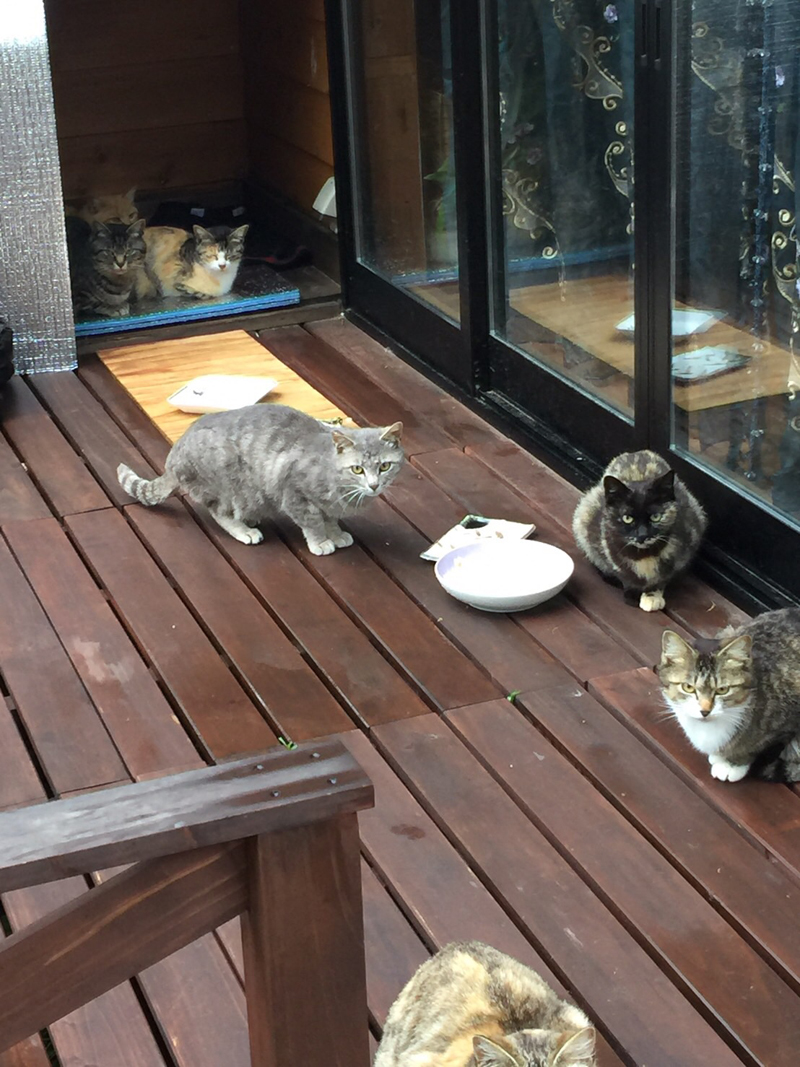 えさをもらいに来た地域猫