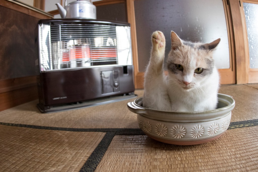 土鍋に入るドロップ(C)KADOKAWA/五十嵐健太