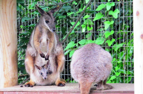 ようやく顔を出した赤ちゃん=埼玉県こども動物自然公園提供
