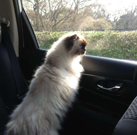 今年3月、田中さんの愛車でお出かけするハイジ