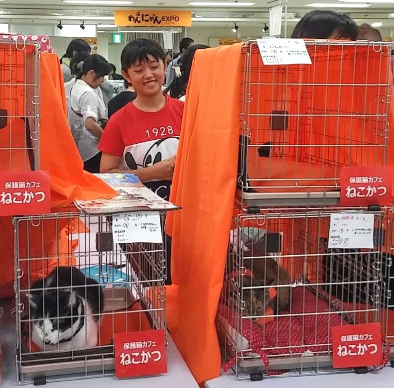 8月に行われた保護猫譲渡会場で