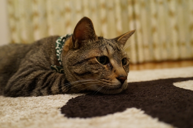 嫌いなもの、それは病院での爪切り 「ぎゃー」