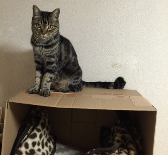 クーカイの尾の先は曲がっている。「尾曲がりアメショー7か月」として店に残っていた