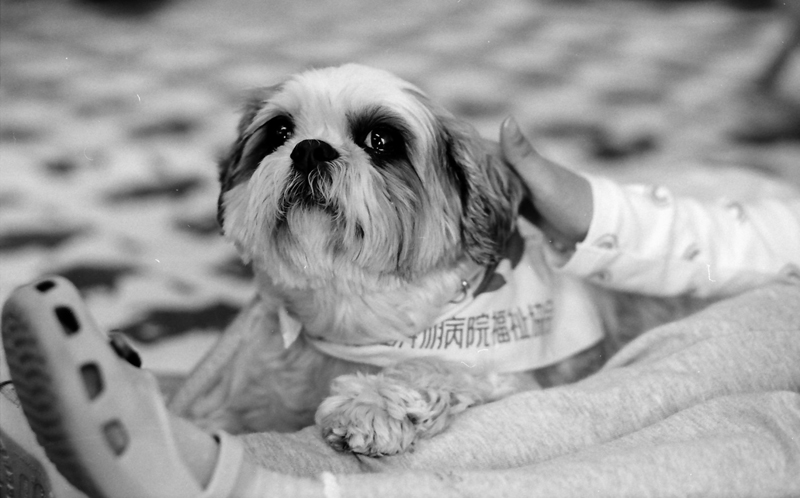 訪問活動に参加するのは、みんな子どもが大好きな犬ばかり(2008年撮影)(c)大塚敦子