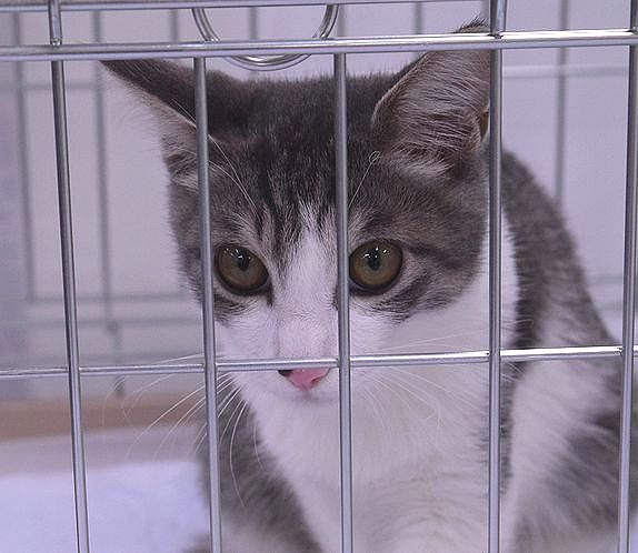 飼い主を待つ保護猫