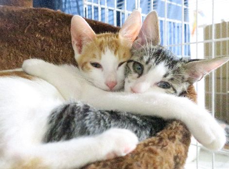 保護猫の「小るん」(トライアル決定)と「小なす」(これから募集)