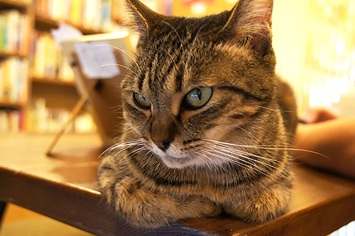 「Cat's Meow Books」で