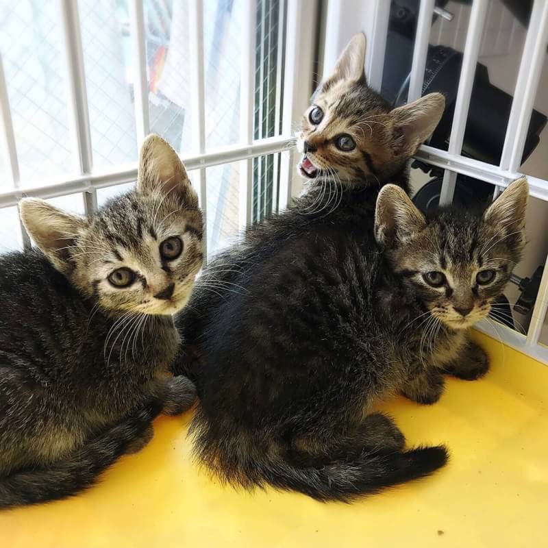 やすこさん親子がボランティア宅に預けた3匹の子猫