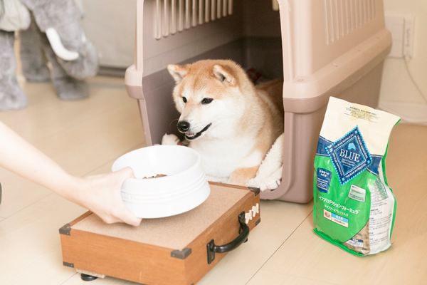 クレートで大好きなご飯を待ちます