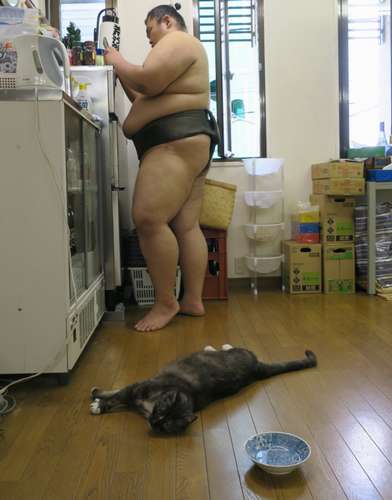 朝稽古が済んで、くつろぐ力士とモル。あまりに無防備に床に転がるので、時には150キロ級の力士に踏まれそうになることも=荒汐部屋