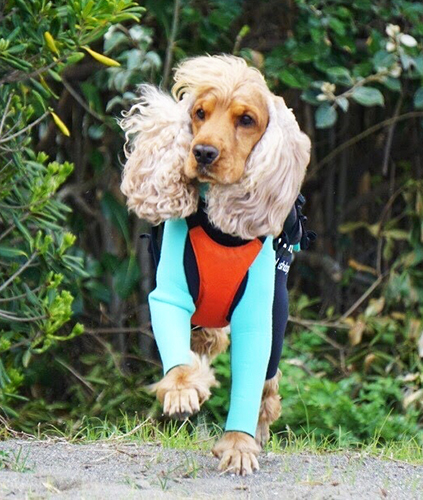 これから海に入るよ