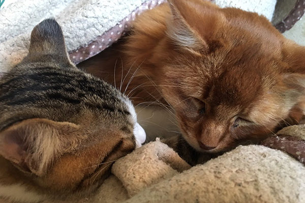 ソマ(右)とジャッキーも、時々こうして「休戦協定」