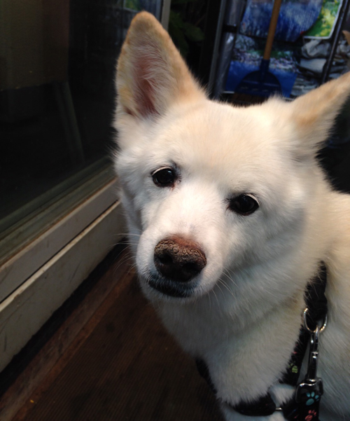 ヒロシと仲良しだった近所のレオ君