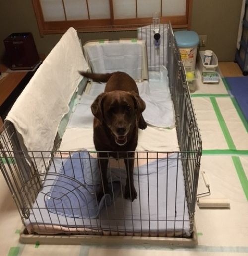 6畳間に3つケージをつなげた巨大な寝室。いずれここで介護もしてもらうかも、まだ先