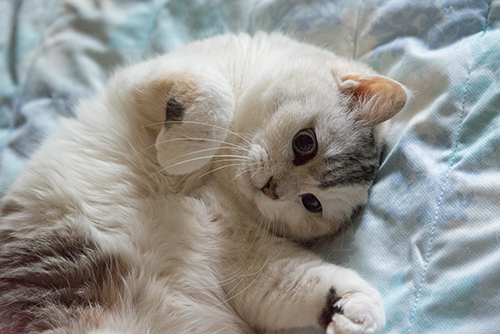 グリーンの目に一目惚れ