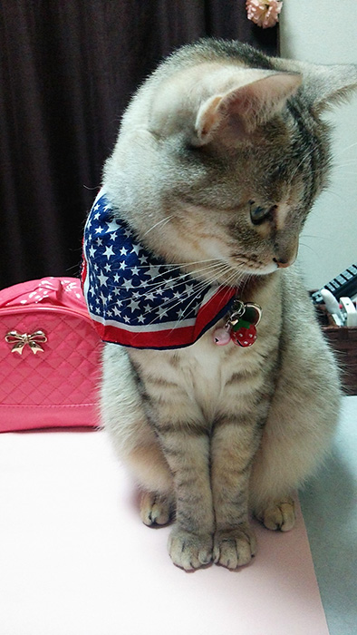 「milky cat しっぽな」猫用のおしゃれバンダナ=ニャンフェス実行委員会提供