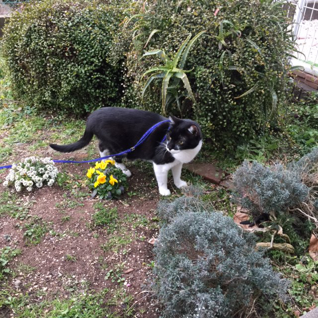 庭だしタイム中のアポロ