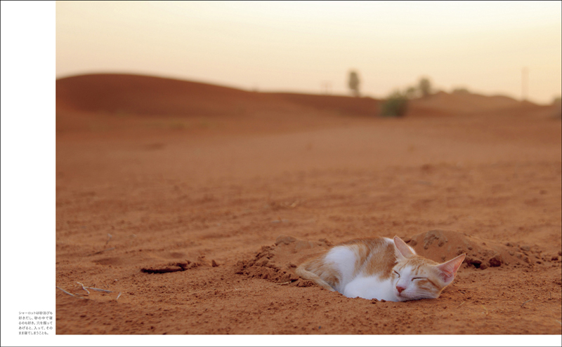 「Life in the Desert 砂漠に棲む」(玄光社)より