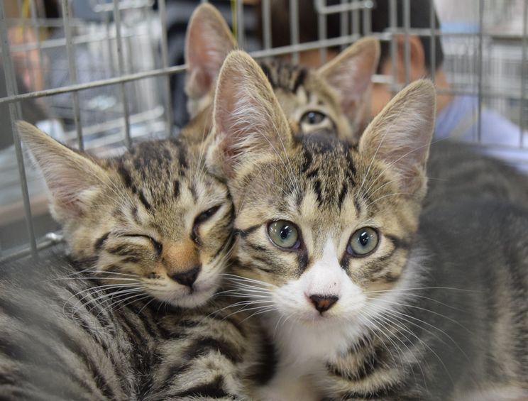 飼い主を待つ保護猫