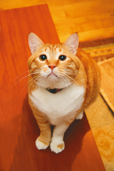 渾身のキメ顔(のはず)。やっぱり気が抜けるお顔