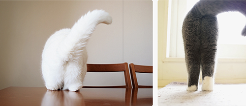 『ねこのおみあし』から