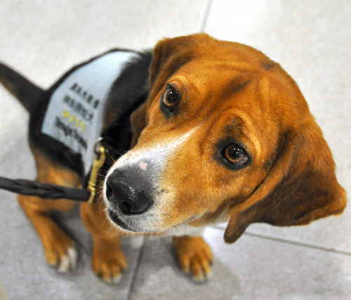 検疫探知犬のセシル=関西空港