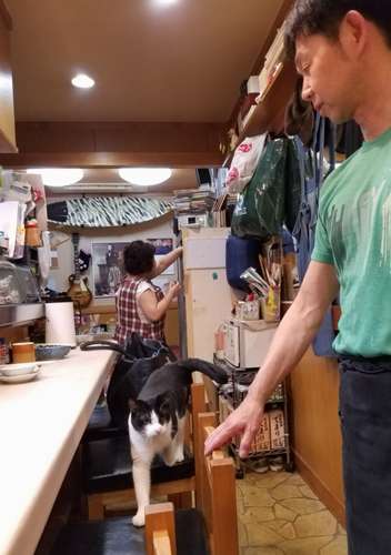 閉店後、マスターに呼ばれて我が物顔で椅子の上を歩いて来るみんちょくん=てまり