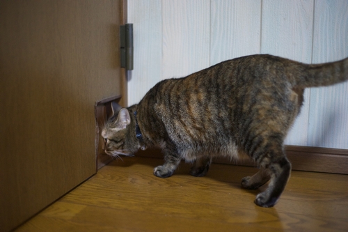 母さんと父さんが作ったドア穴から出る縞