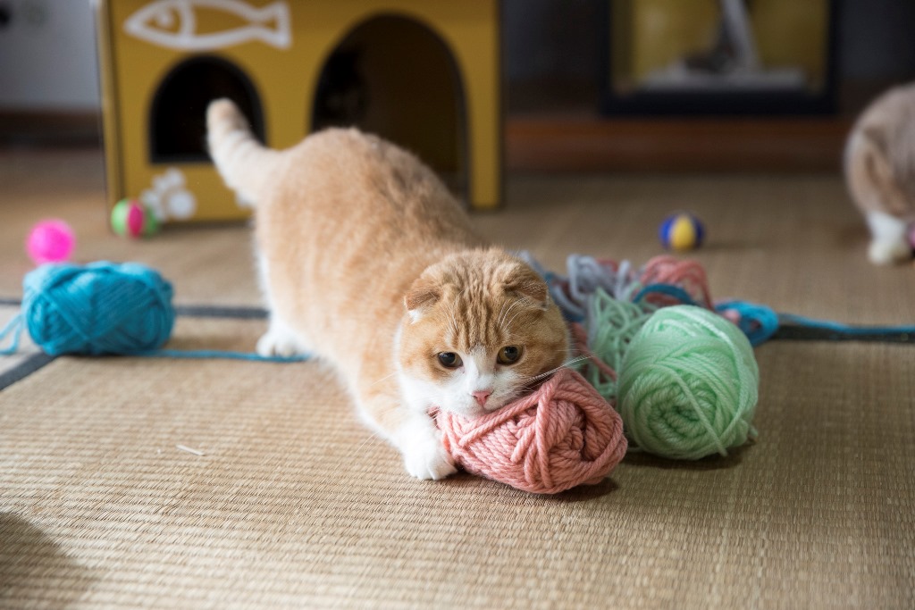 しろしゃちとらさん役のゆず(C)KADOKAWA/五十嵐健太