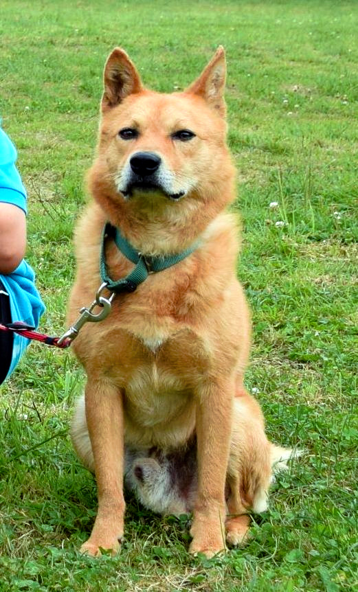 PWJに保護され災害救助犬になった夢之丞