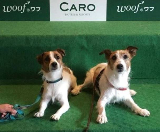 異母兄弟のマックス君(左)とマイト。血統調査のサイトで見つかりご対面