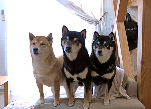 整列するそら、ひなた、あおい