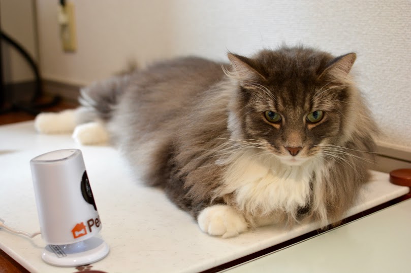 猫の手前にあるのが、室温センサーなどのついた専用のペットカメラだ=ペチカ提供