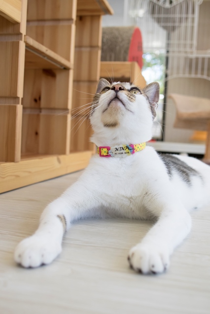 撮影:五十嵐健太