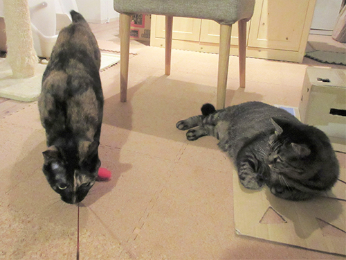 冷静にあんずを眺めるモモ