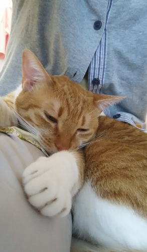 かおりさんの膝でごろごろ「しあわせー」