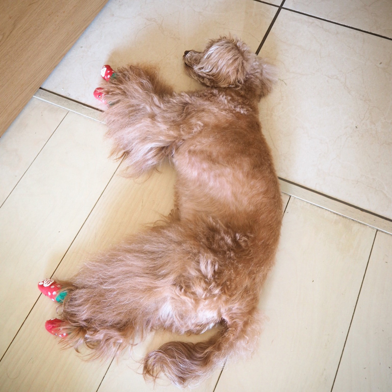 「zzz……」。家の中のひんやりゾーンを探して昼寝するようになりました。