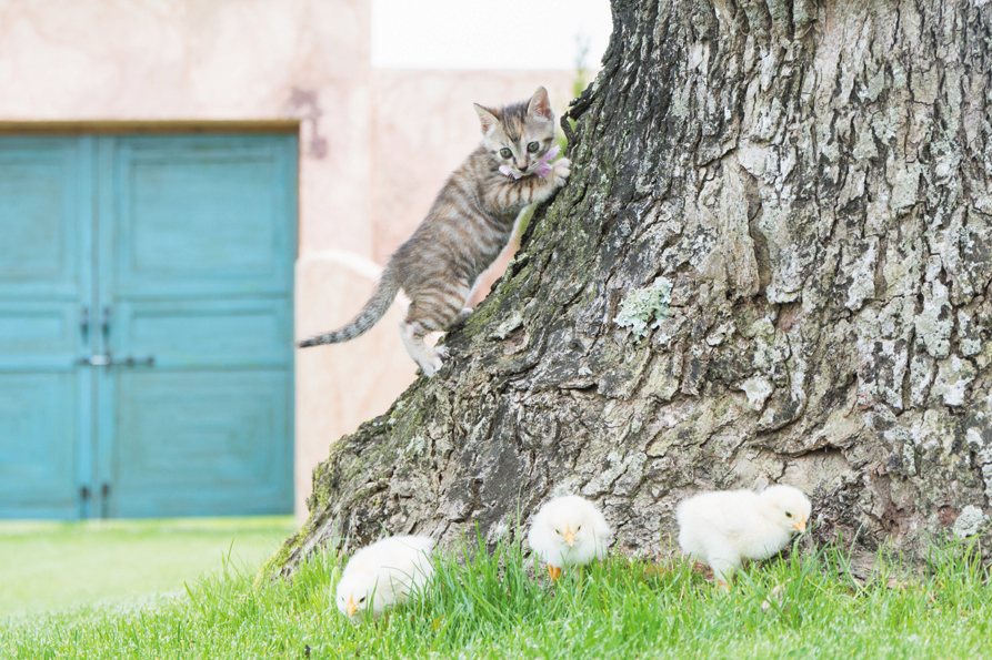 「こねことひよこ」より=(c)黒木康隆