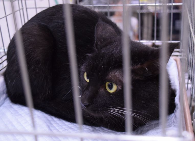 飼い主を待つ保護猫