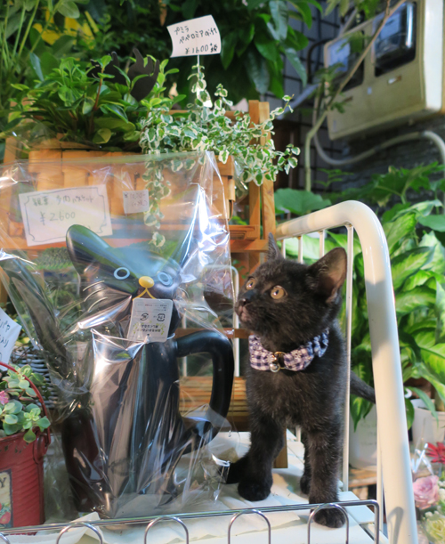 花屋の店先で。龍君はまだジョウロより小さい!