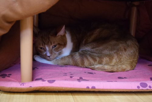 コタツでかくれんぼする「マー」君