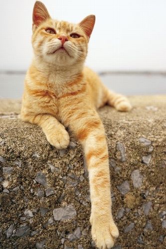 「どやにゃん」(辰巳出版、南幅俊輔著)より