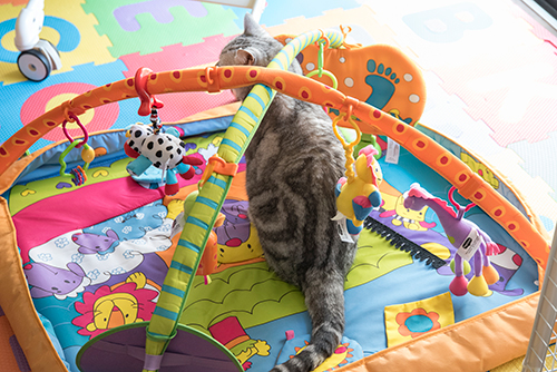 子どものサークルの中に入って遊ぶリク