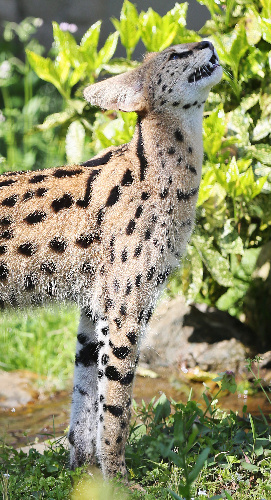 天井からつるしたえさの馬肉を見上げるネコ科の動物「サーバル」=東京都日野市の多摩動物公園