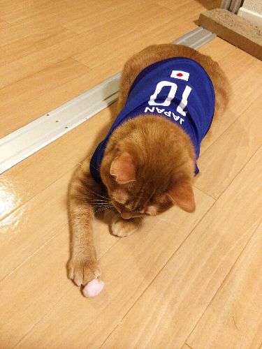 名付けて「おたまジャパン」