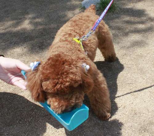 元気いっぱい走った後は水をがぶがぶ=神戸市