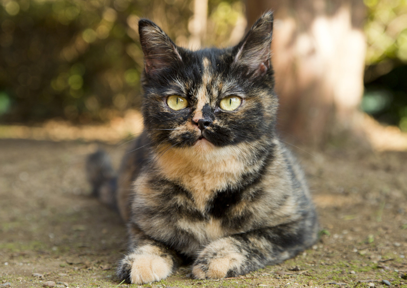 さびがらさん役:きゃりー (C)2017 Hit-Point/『映画ねこあつめ』製作委員会